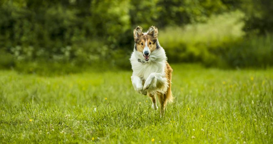 Lassie está de regreso en la pantalla grande