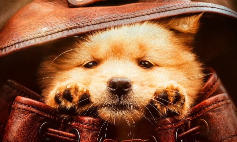 La historia del perrito mas fiel